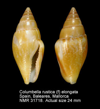Columbella rustica (f) elongata.jpg - Columbella rustica (f) elongataPhilippi,1836